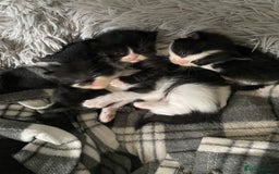 British Longhair cats for sale: 3 Gorgeous Longhaired Kittens - Image 1
