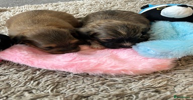 Havanese dogs - Advert 5