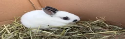 Netherland Dwarf rabbits for sale: Netherland dwarf babies  - Advert 4