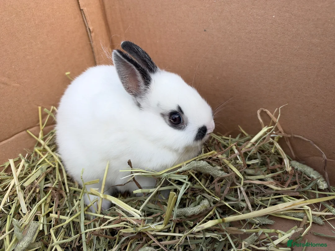 Netherland Dwarf rabbits for sale: Netherland dwarf babies  - Advert 4