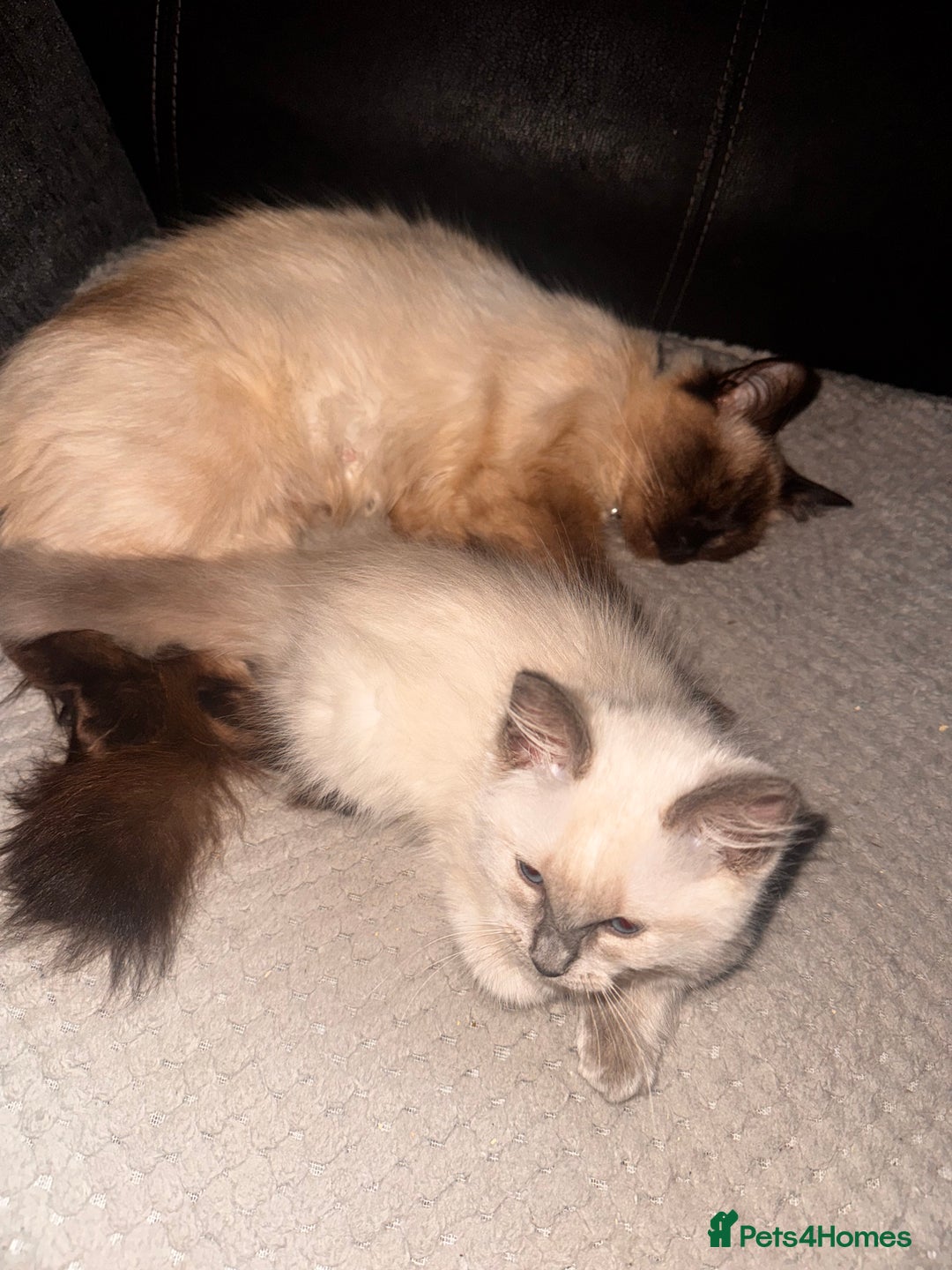 Ragdoll cats for sale: Ragdoll kittens  - Image 9