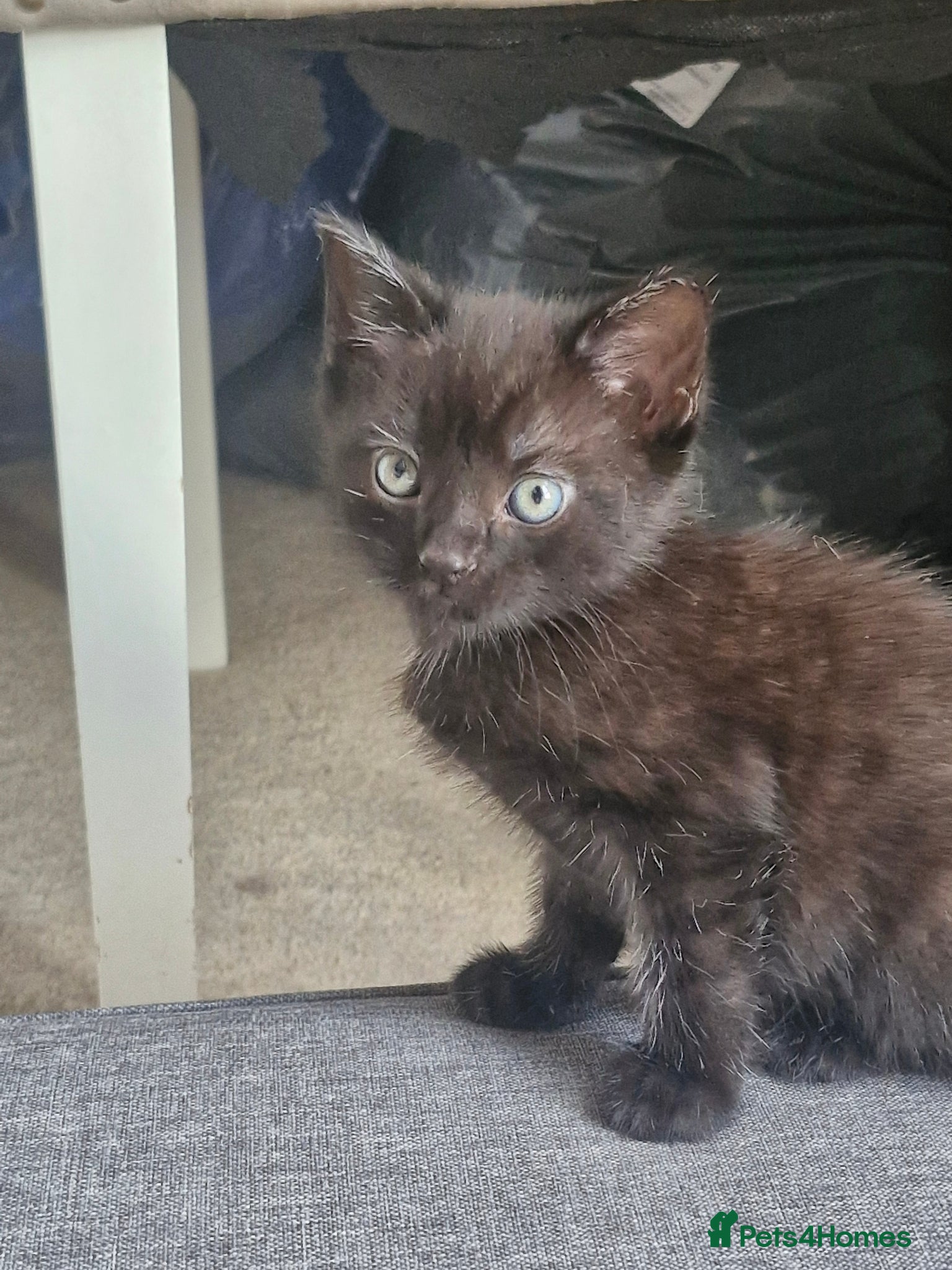Mixed Breed cats 9 week old kittens ready to go now - Advert 17