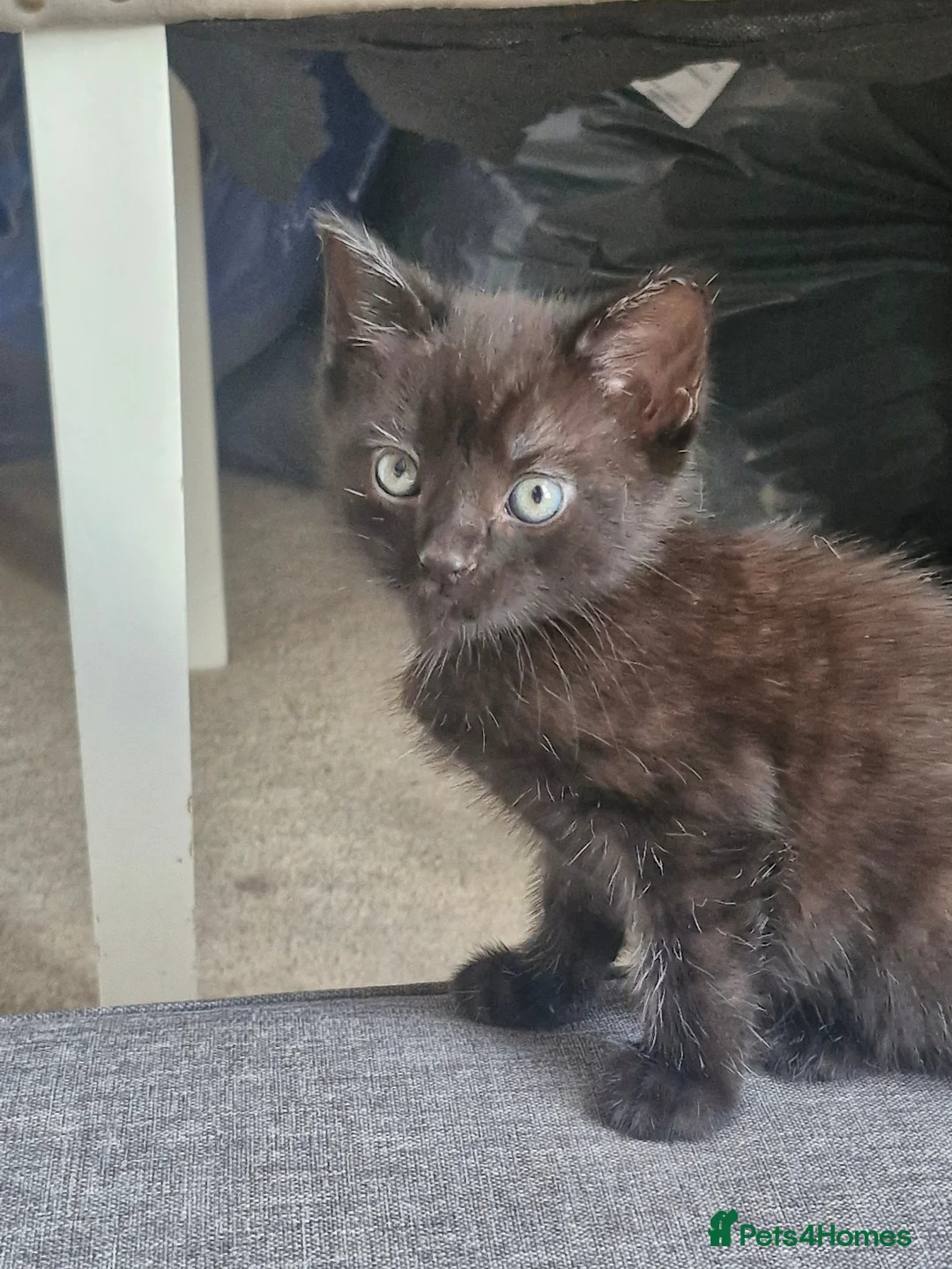 Mixed Breed cats for sale: 9 week old kittens ready to go now - Advert 8