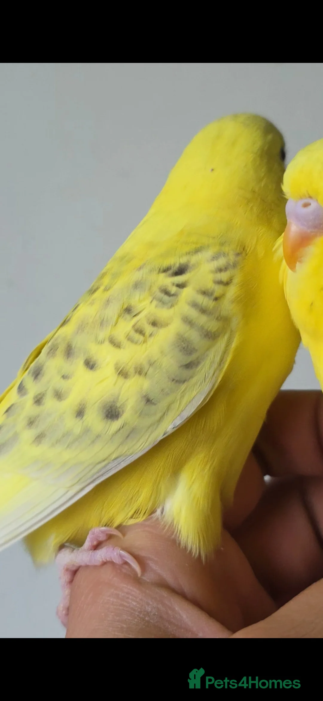 Budgerigars birds for sale: Mutation lutino budgies  in Peterborough - Advert 2