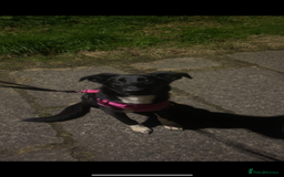 Mixed Breed dogs for sale: Rehoming  - Image 1