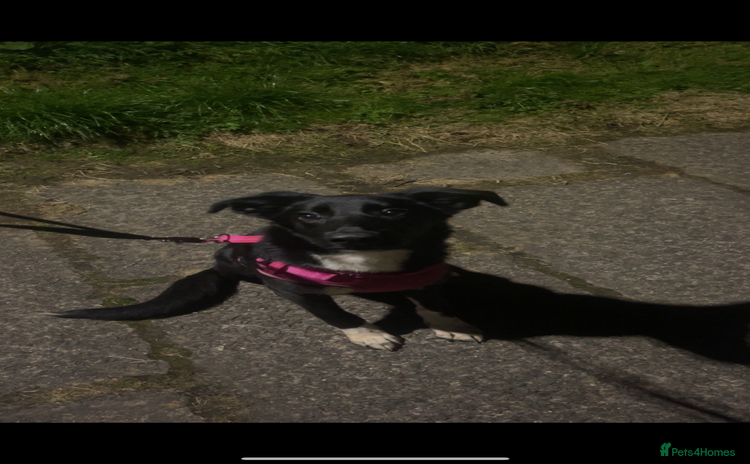 Mixed Breed dogs - Advert 2