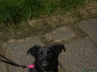 Mixed Breed dogs - Advert 19