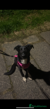 Mixed Breed dogs - Advert 2