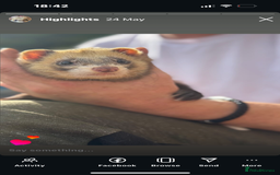 Ferret rodents for sale: Hob ferret - Image 5