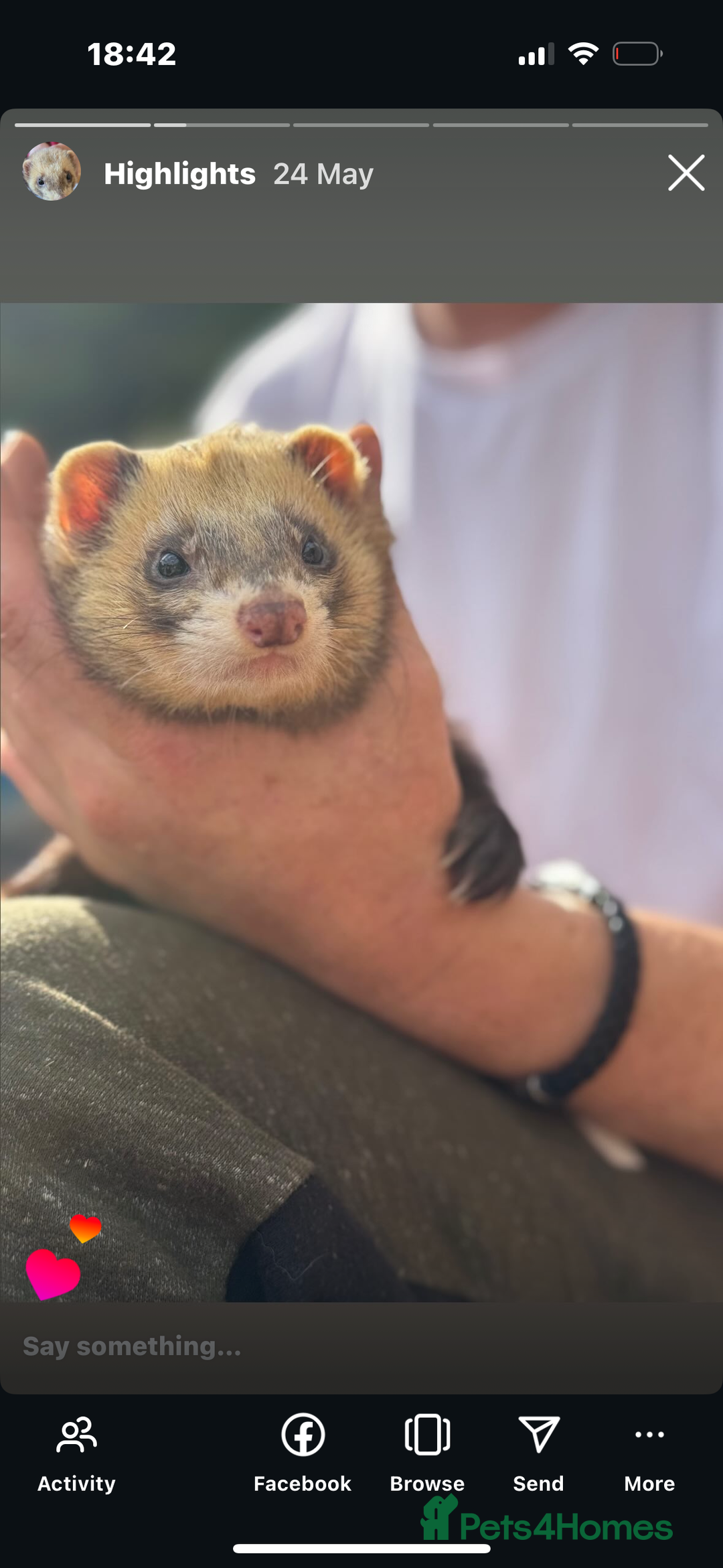 Ferret rodents for sale: Hob ferret - Image 5