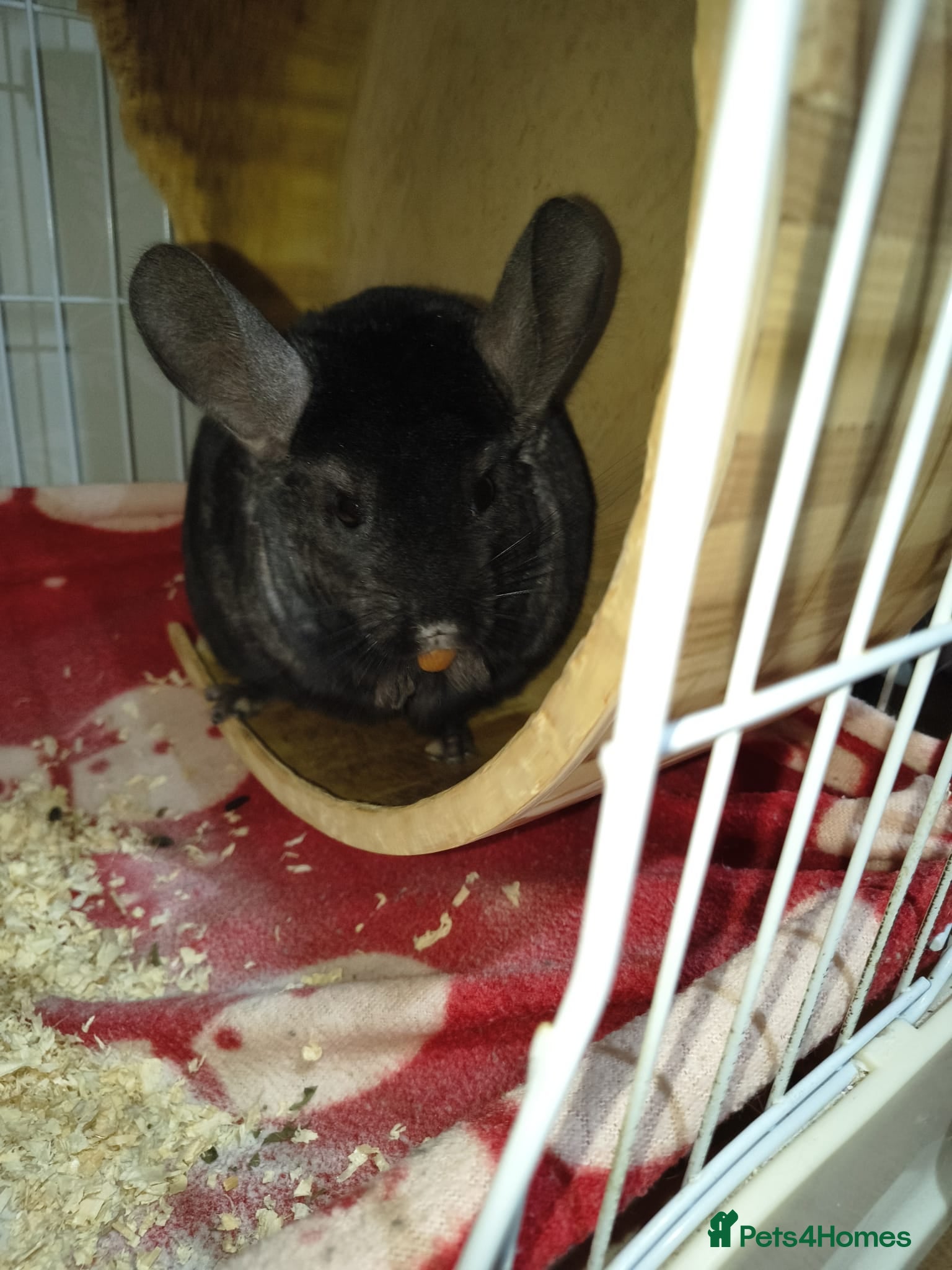 Chinchilla rodents 2 lovely chinchillas looking for a loving new home - Advert 5
