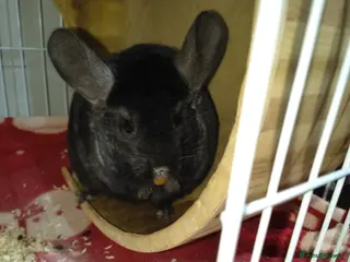 Chinchilla rodents 2 lovely chinchillas looking for a loving new home - Advert 12