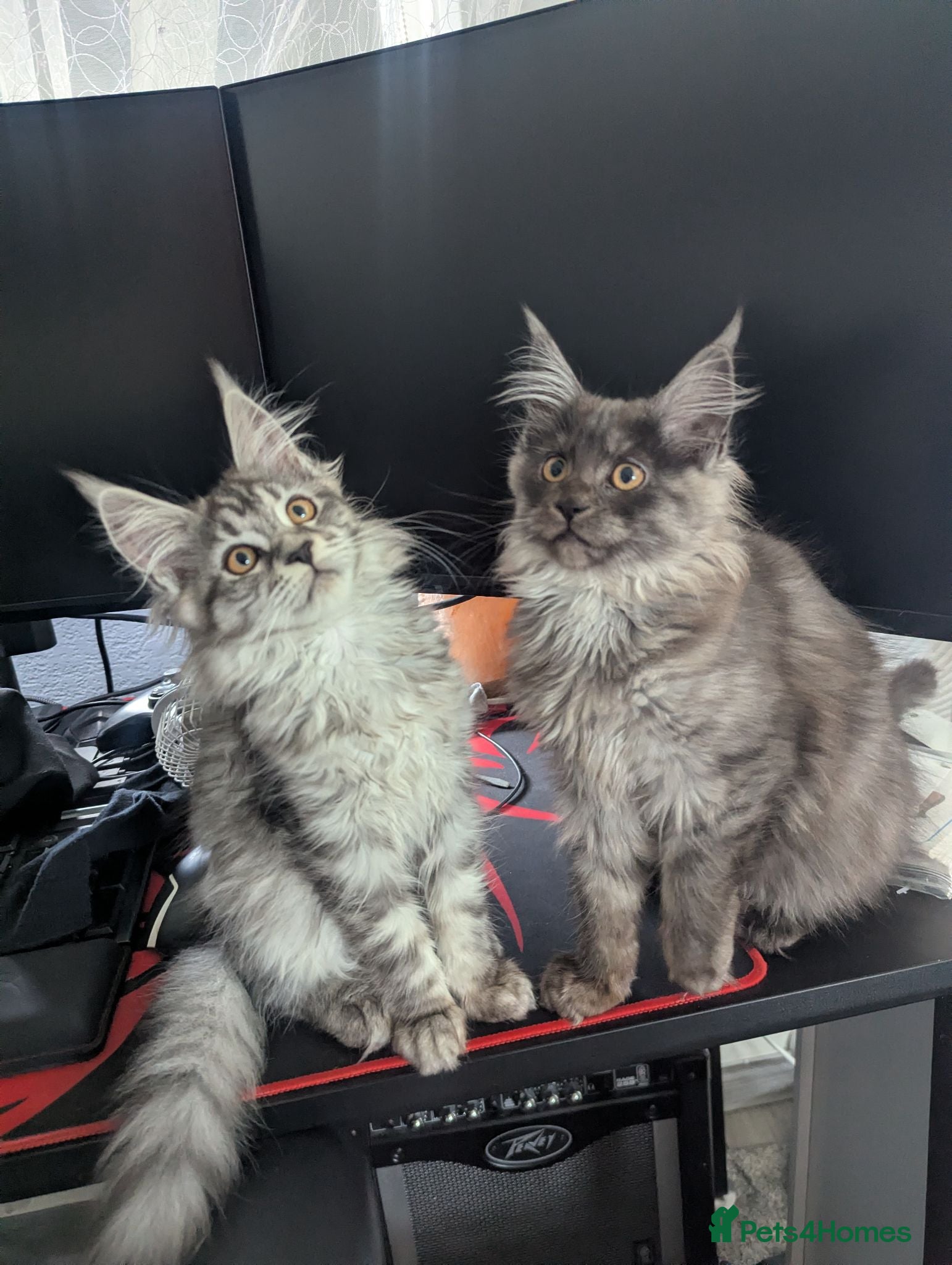 Maine Coon cats Exceptional Maine Coon Kittens for Loving Homes - Advert 5