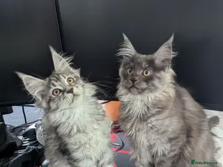 Maine Coon cats Exceptional Maine Coon Kittens for Loving Homes - Advert 5