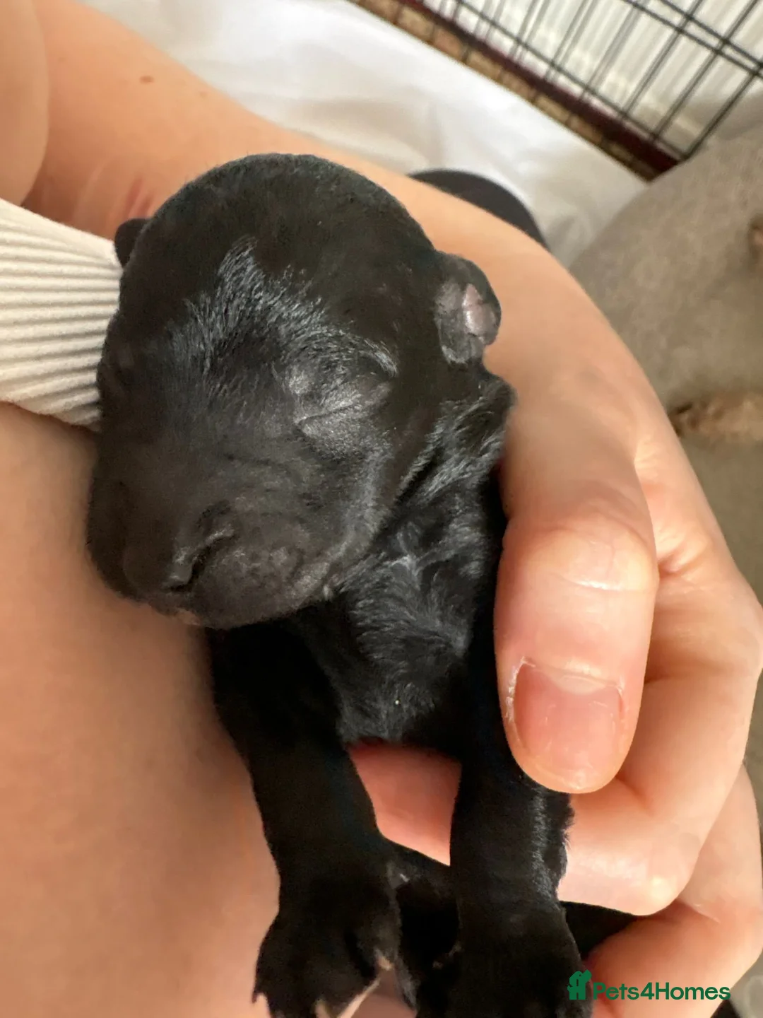 Bedlington Terrier dogs for sale: Bedlington terrier puppy in Peterborough - Advert 13