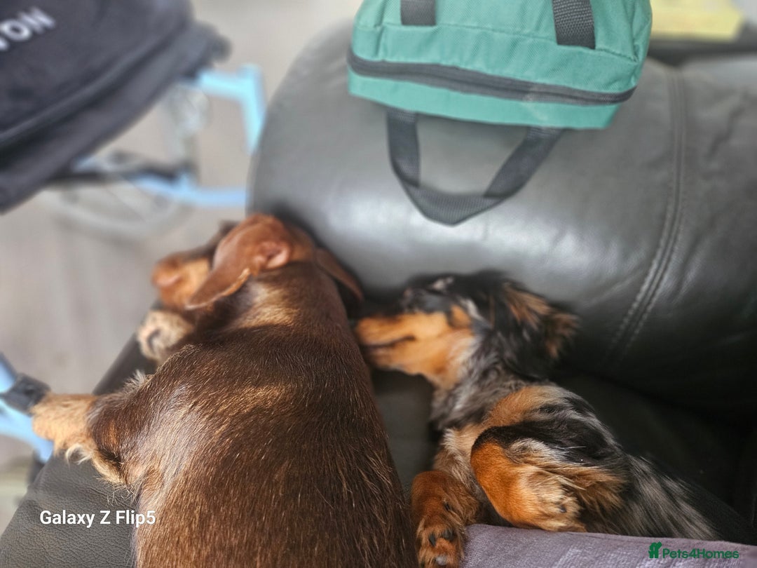 Dachshund dogs for sale: TWO DAUSHUNDS - Image 7