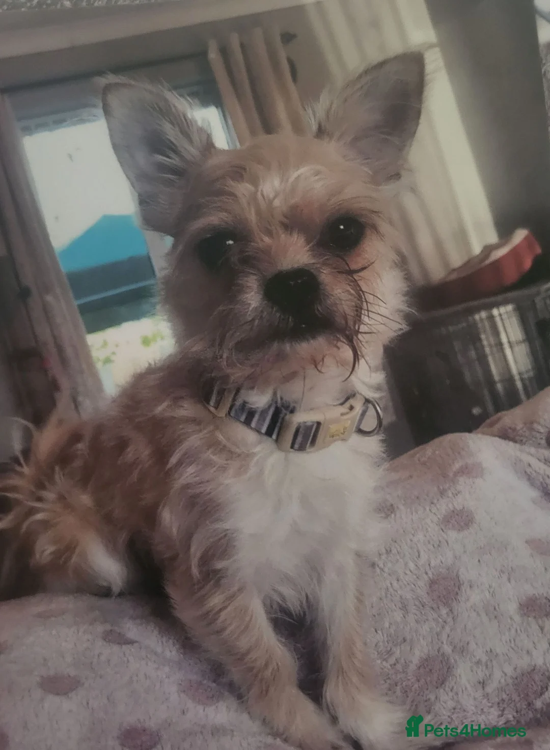 Mixed Breed dogs for sale: Hi im Archie, a Pugapoo cross chihuahua  - Advert 1
