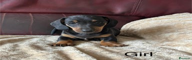 Miniature Dachshund Puppy 3