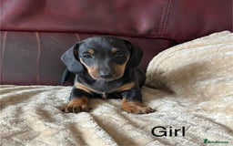 Miniature Dachshund dogs for sale: Stunning KC Registered Miniature Dashound  - Image 8