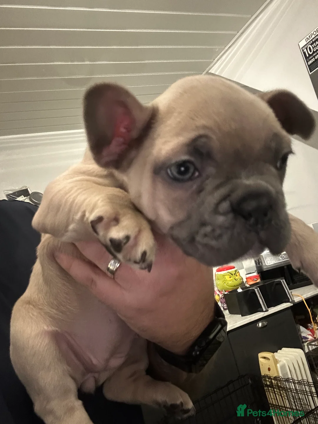 French Bulldog dogs for sale: *LAST ONE* Stunning French Bulldog Puppy - Advert 25