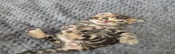 Bengal cats for sale: Champion Bloodline TICA Bengal Kittens in Peterborough - Advert 18