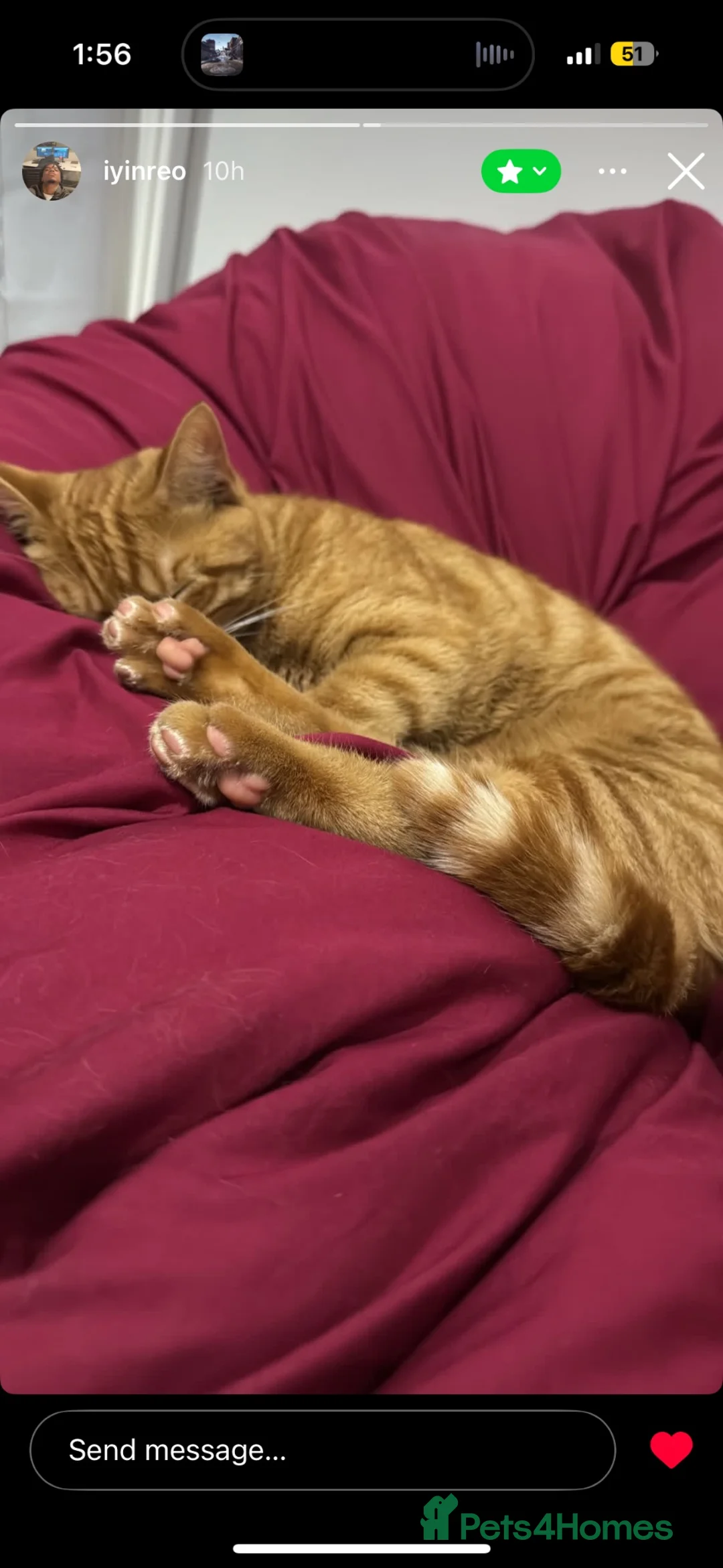 Domestic Shorthair cats for sale: Sweet ginger boy  in Newcastle - Advert 6