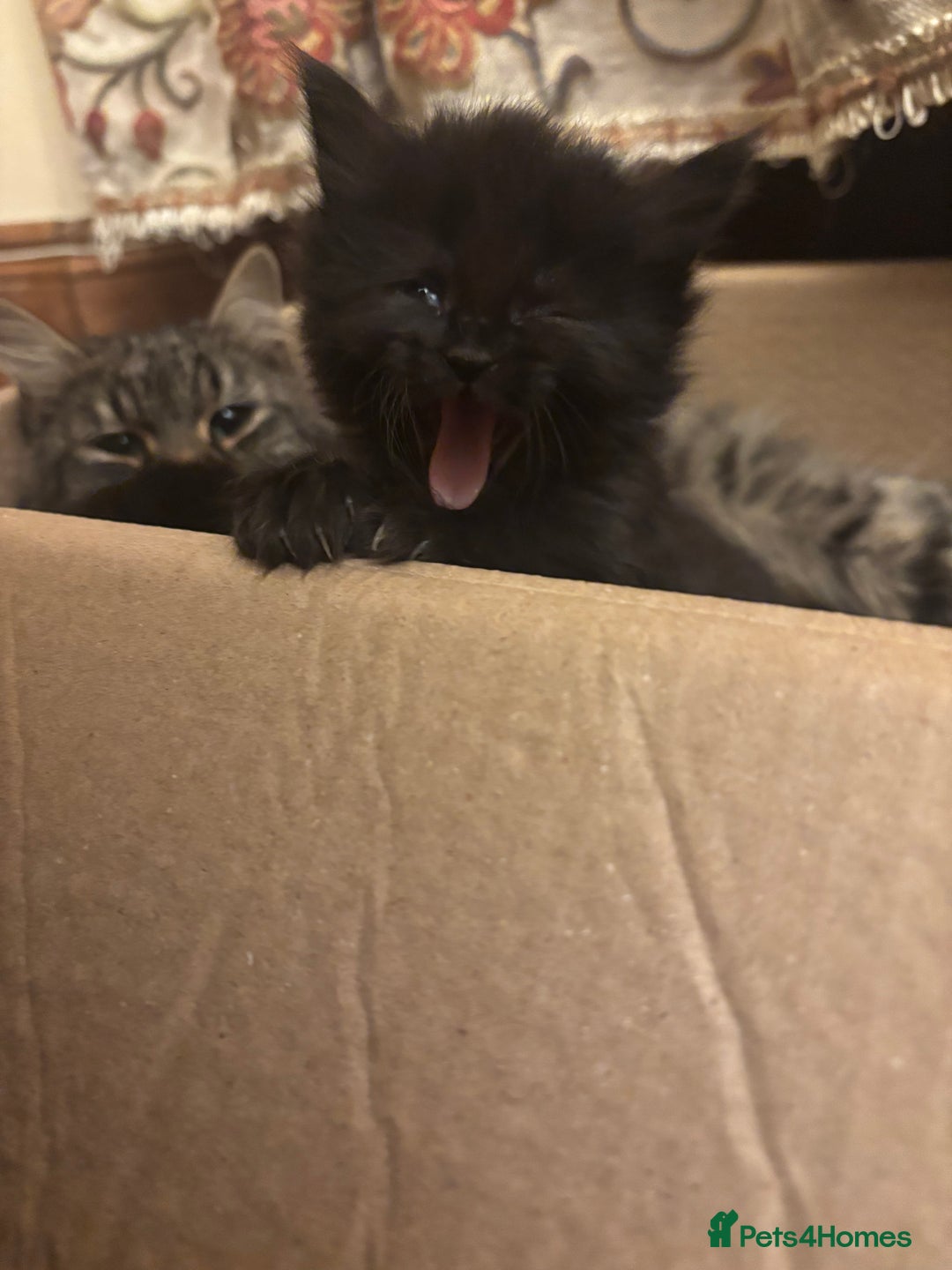 Norwegian Forest Cat cats for sale: Adorable Norwegian forest kittens for sale  - Advert 5