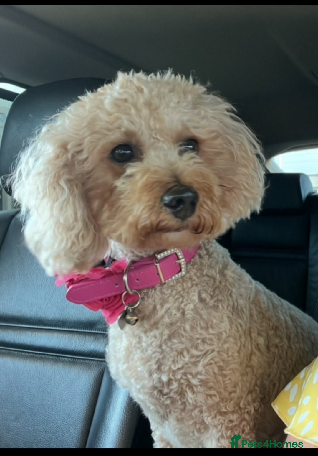 Mixed Breed dogs for sale: 🐾🐶Adorable and very cute Cavaschnauzer 🐶🐾 - Image 26