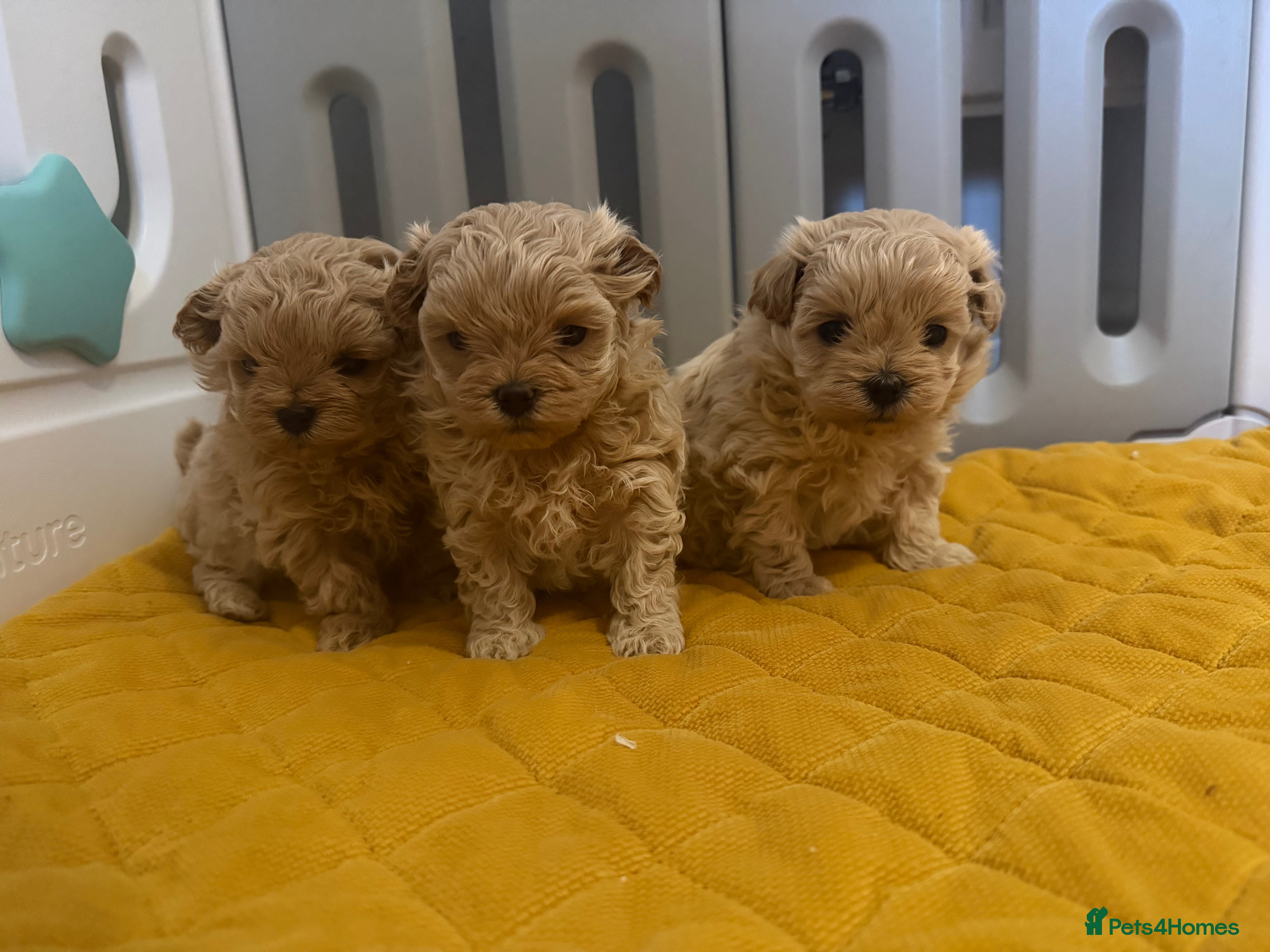 Maltipoo dogs Small Maltipoo puppy’s - Advert 3