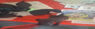 Patterdale Terrier Puppy 6