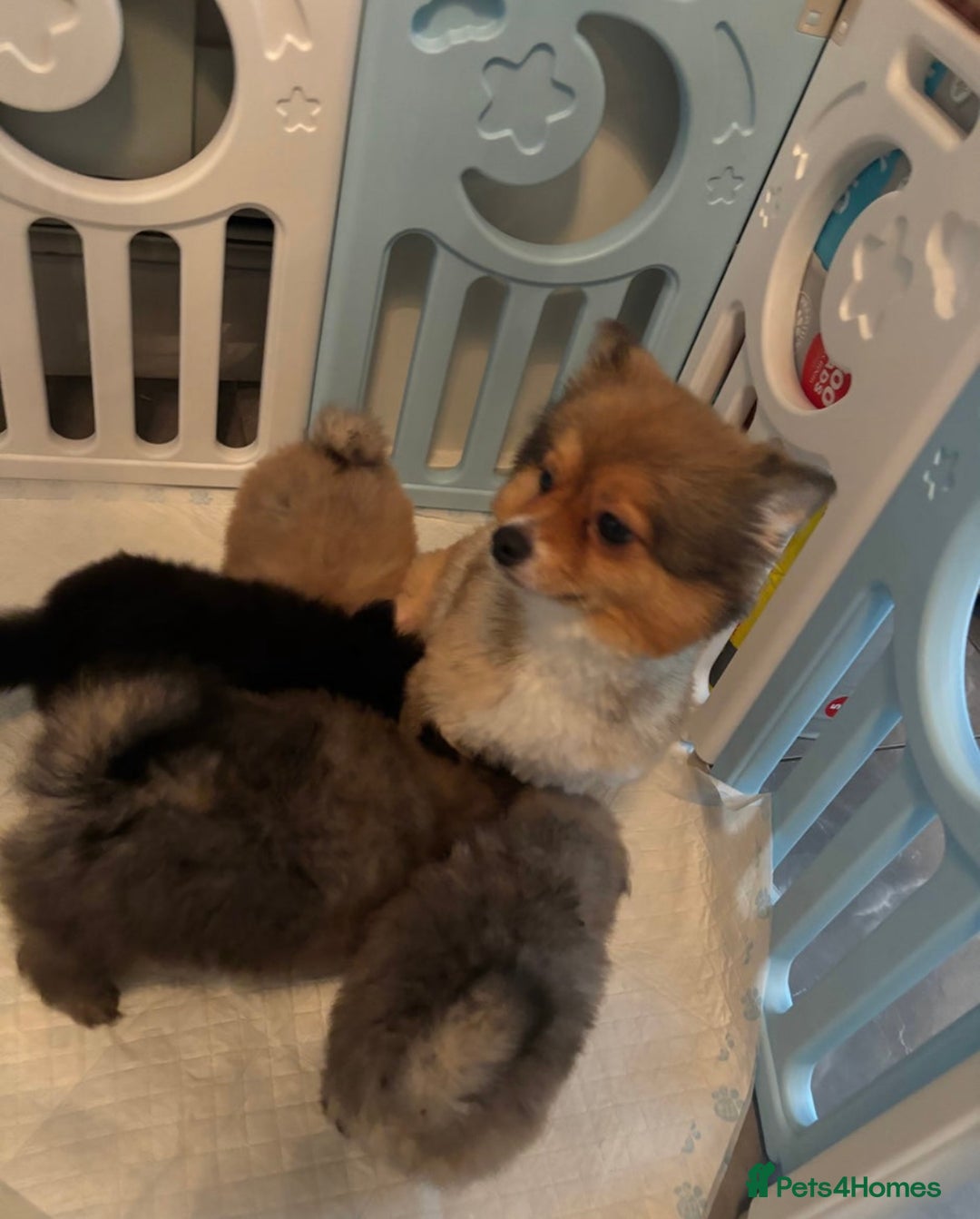 Pomeranian dogs for sale: Teddy bear Miniature Pomeranian  - Image 2