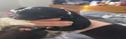 Mixed Breed dogs for sale: Newborn puppies in Barnsley - Advert 4