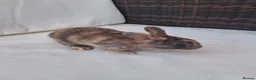 Rex rabbits for sale: Baby rabbits ready to go  in Swadlincote - Advert 4