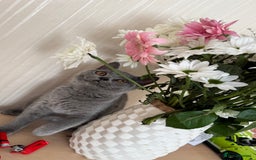 British Shorthair cats for sale: Beautiful British Shorthair Girls  in Bristol - Image 16