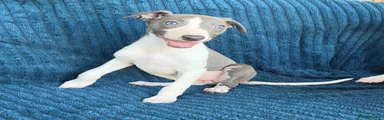 Puppy 2 blue and white girl