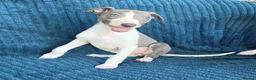 Whippet dogs for sale: 🐾 Beautiful Whippet Puppies Ready Now 🐾 - Advert 37