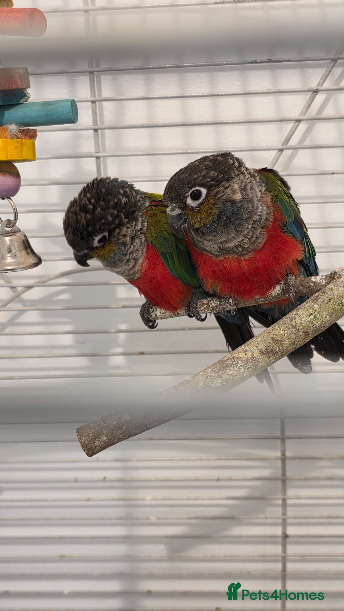 Conures birds Pair of Red-Bellied Conures - Advert 4
