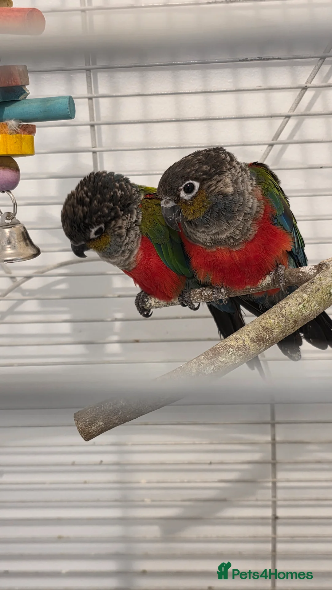 Conures birds for sale: Pair of Red-Bellied Conures - Advert 1