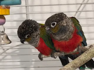 Conures birds Pair of Red-Bellied Conures - Advert 4