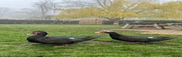 Ducks poultry for sale: Muscovy Drake - 9 months old  - Advert 5