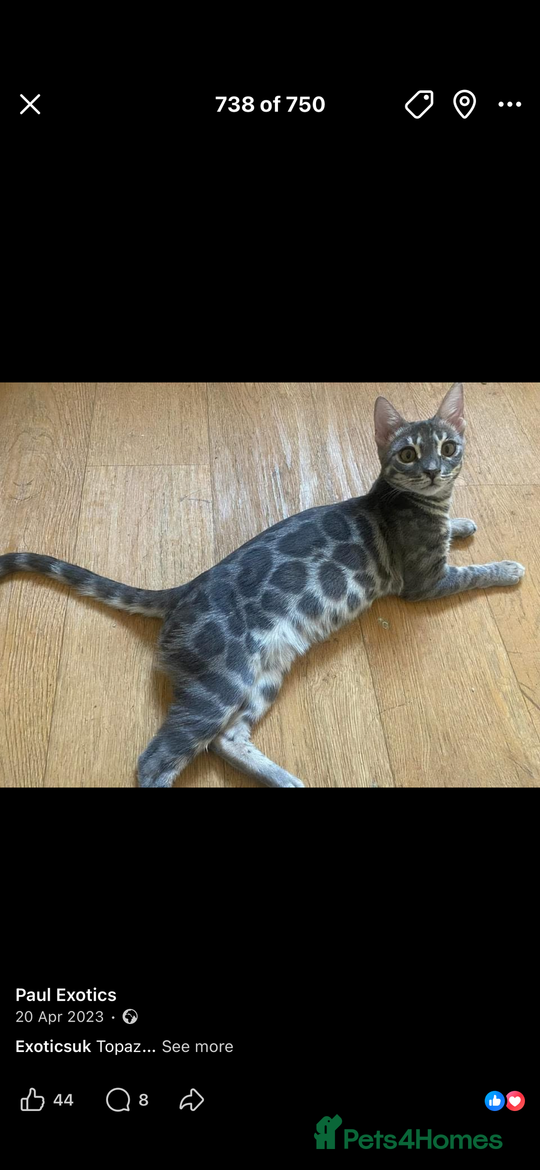 Bengal cats for sale: Well socialised kittens & retired breeding females - Advert 22