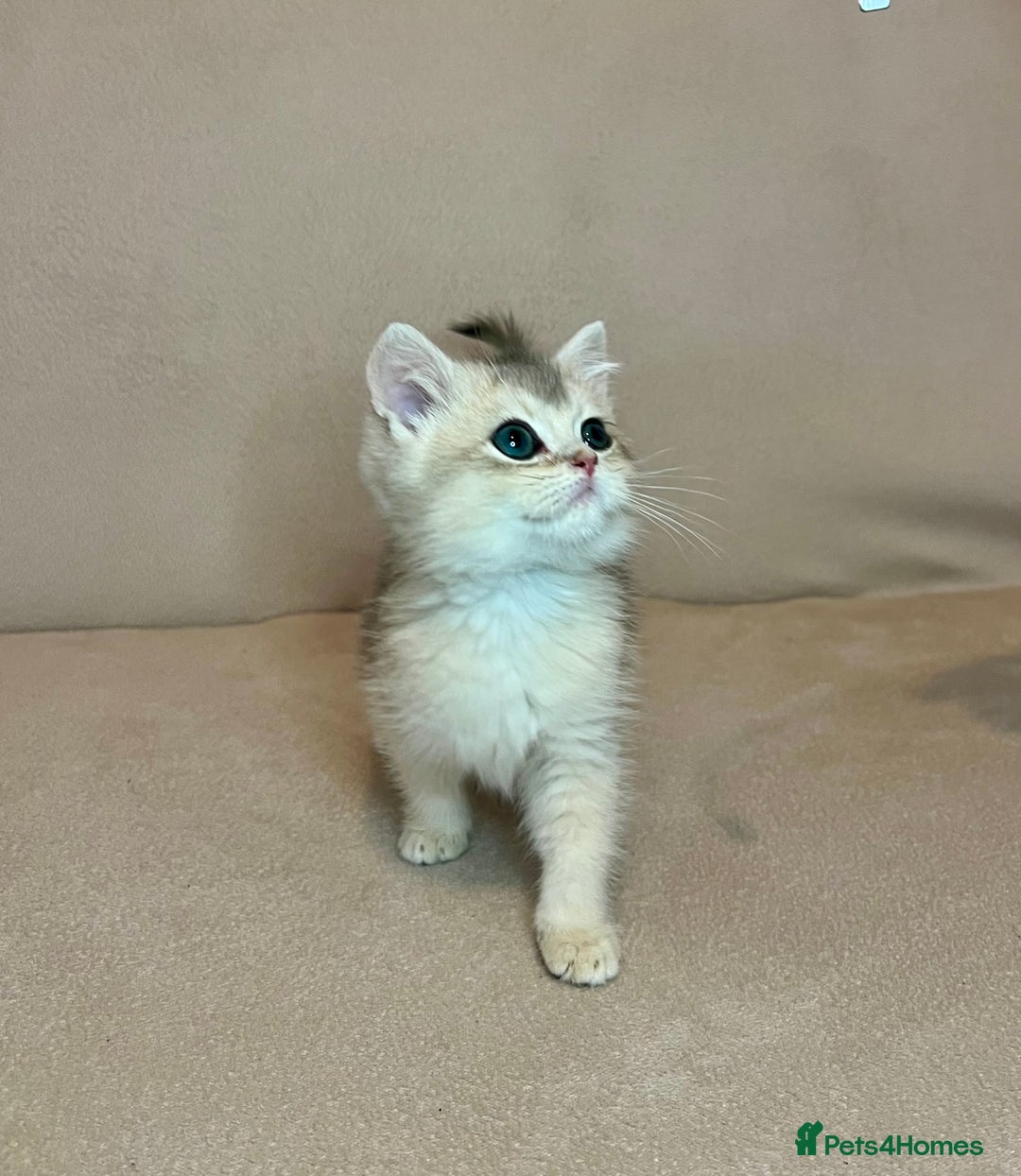 British Shorthair cats for sale: 🐾BSH Golden Kittens🐾  - Advert 22