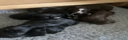 Mixed Breed dogs for sale: Australian Labradoodle puppies  - Advert 9