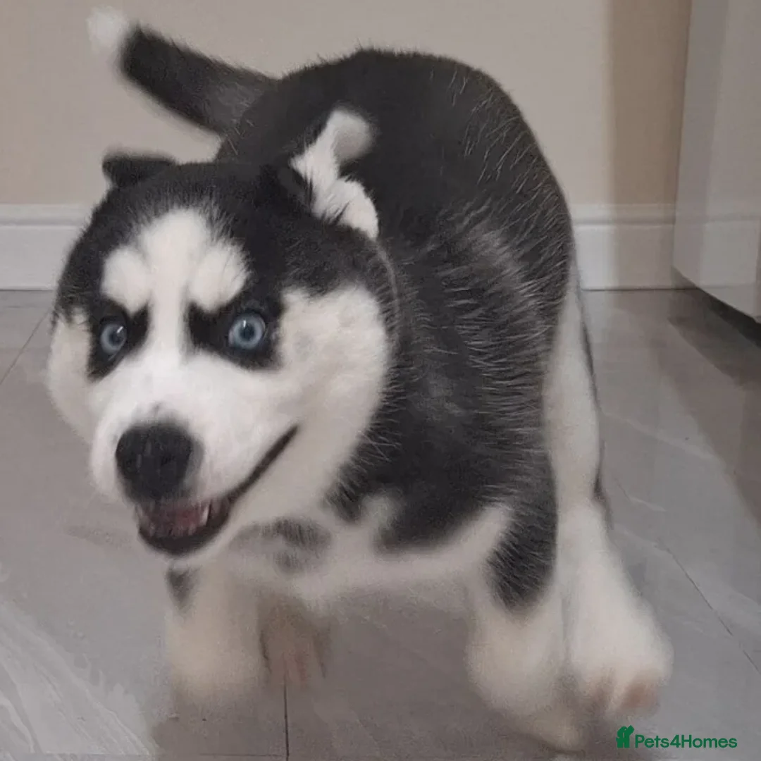 Siberian Husky dogs for sale: “Snow-Kissed Siberian Husky Cuties – Available - Advert 5