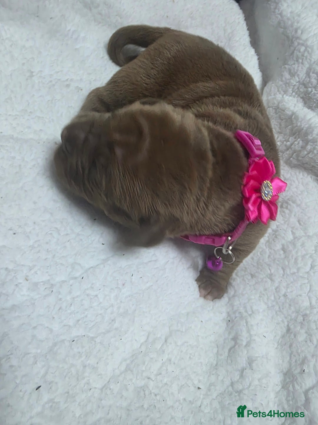 Mixed Breed dogs for sale: Dogue de bordeaux x staff puppies  - Image 9