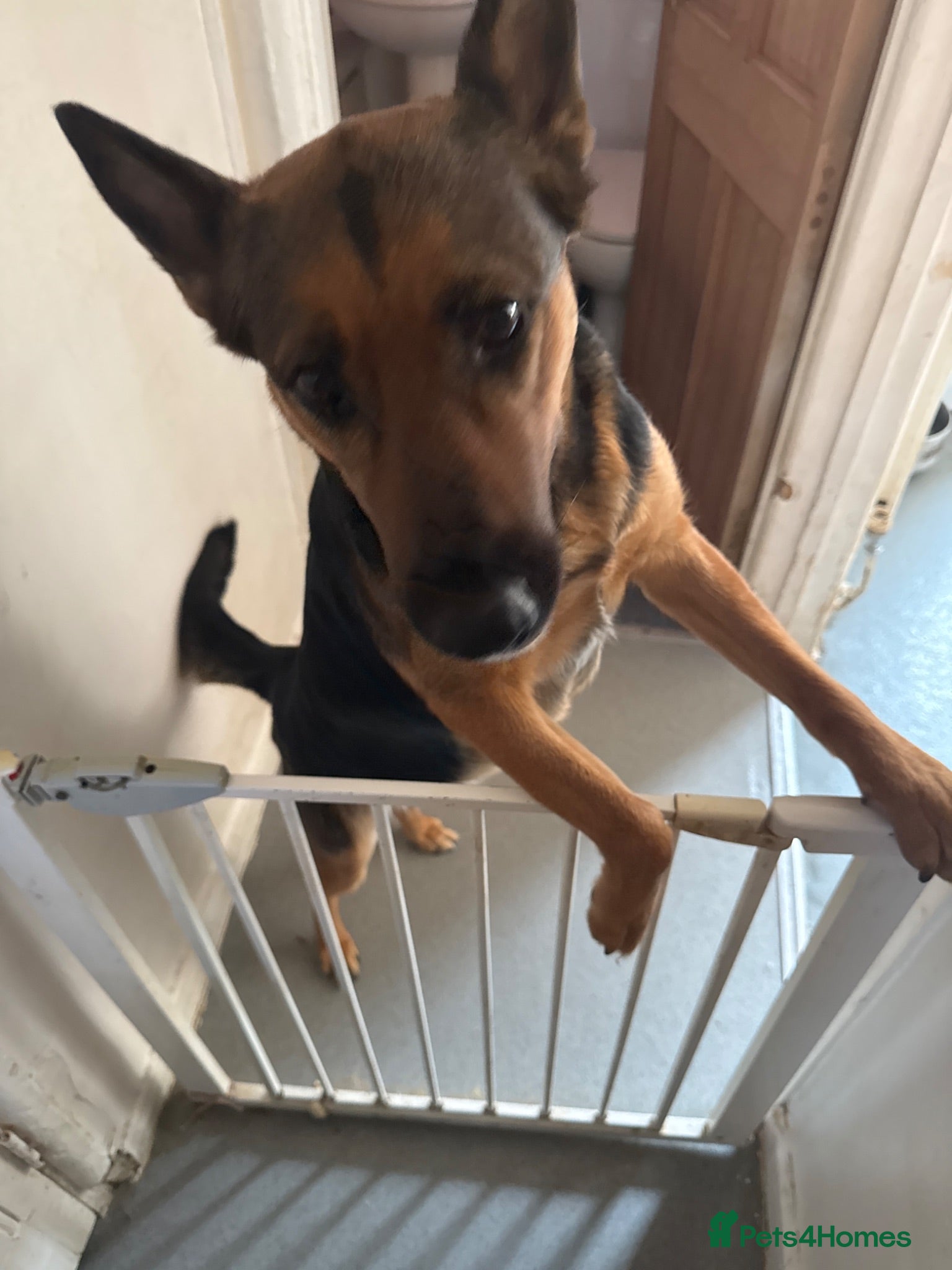 German Shepherd dogs German Shepherd puppy for sale - Advert 8