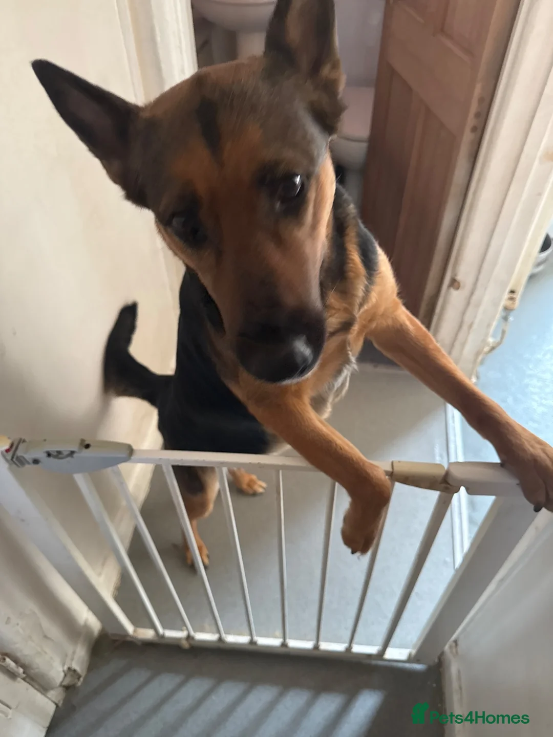 German Shepherd dogs for sale: German Shepherd puppy for sale - Advert 1