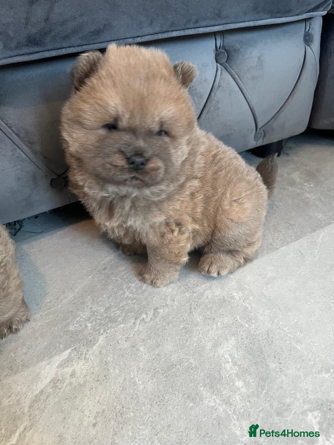 Chow Chow dogs for sale: CHOW CHOW PUPPYS  - Advert 13