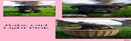 Mixed Breed dogs for sale: Beautiful FarmBred Shollie Puppies–Ready16thAugust - Advert 11