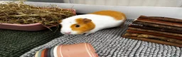 Guinea Pig rodents for sale: Meet ‘Squiggles’  in Barry - Advert 3